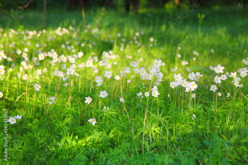 Fototapeta Naklejka Na Ścianę i Meble -  white flowers on a green field