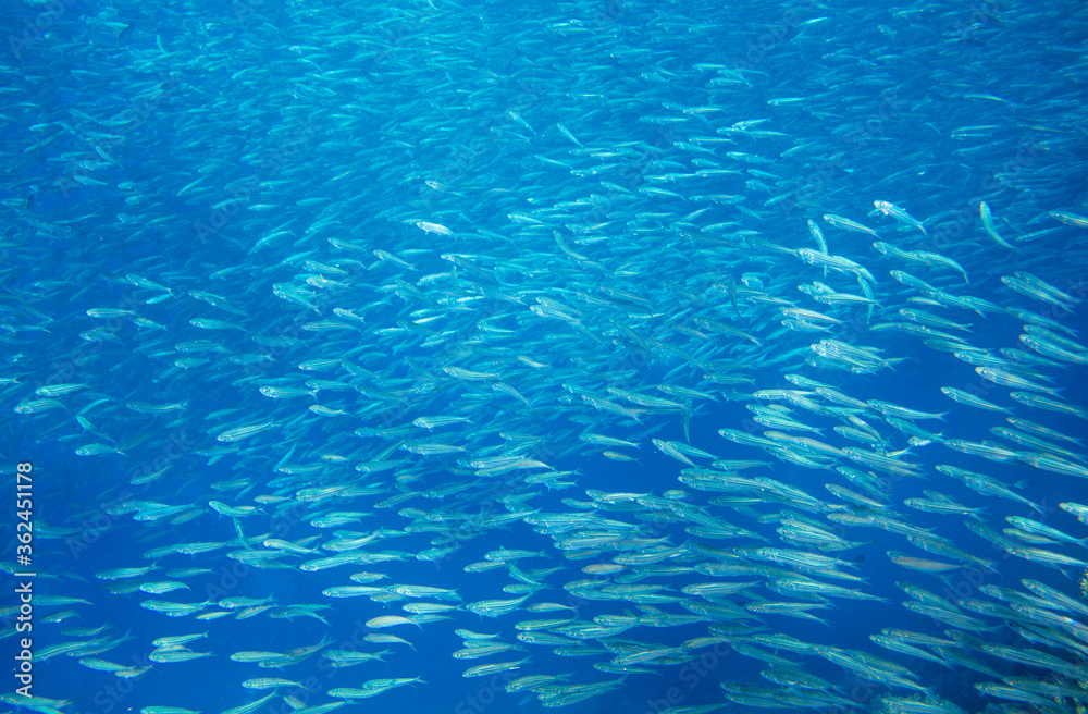 Sardine fish school in blue sea. Sea fish underwater photo. Pelagic fish colony carousel in seawater
