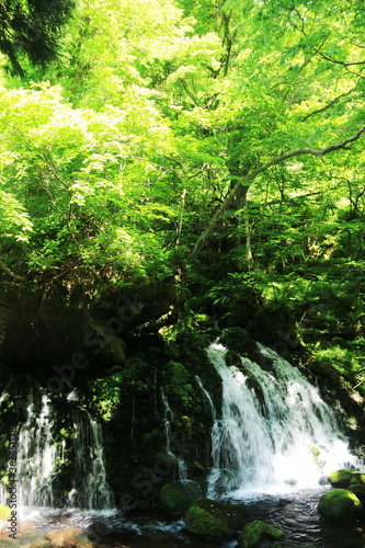 秋田 初夏の鳥海山 苔むす元滝伏流水の清流