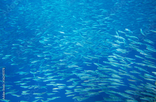 Sardine fish school in blue sea. Sea fish underwater photo. Pelagic fish colony carousel in seawater