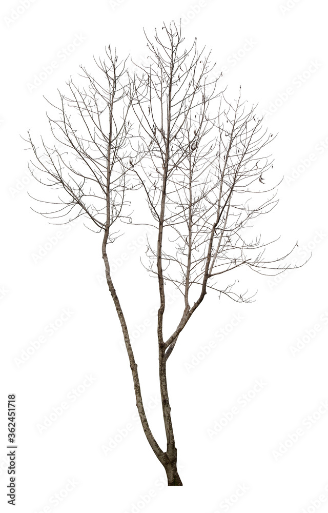 Dead tree isolated on white. Dead tree isolated on white.