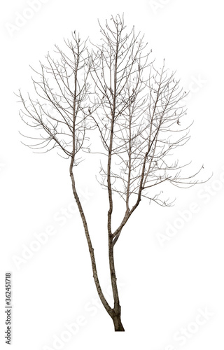 Dead tree isolated on white.