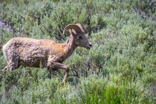 A female Bighorn Sheep in the field of Yellowstone National Park, Wyoming