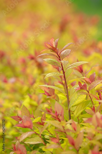 Background of barberry bushes