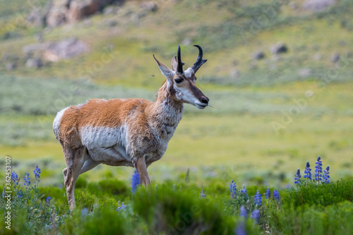 Pronghorn in the field of Yellowstone National Park  Wyoming