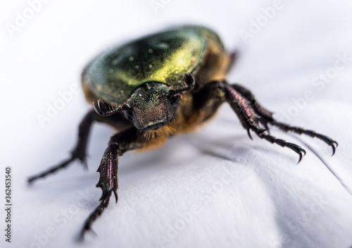 Green metallic beetle