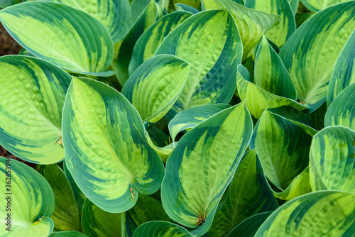 Monochromatic green variegated Hosta leaves, as a nature background 
