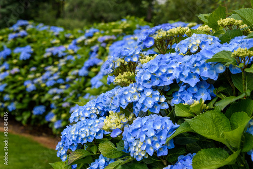Fotografie, Tablou Classic blue hydrangea bushes blooming, as a nature background