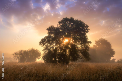 Beautiful landscape. Sunset. Last rays of sun make their way through foliage of tree and mist