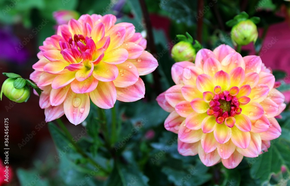Obraz premium Double Dahlias