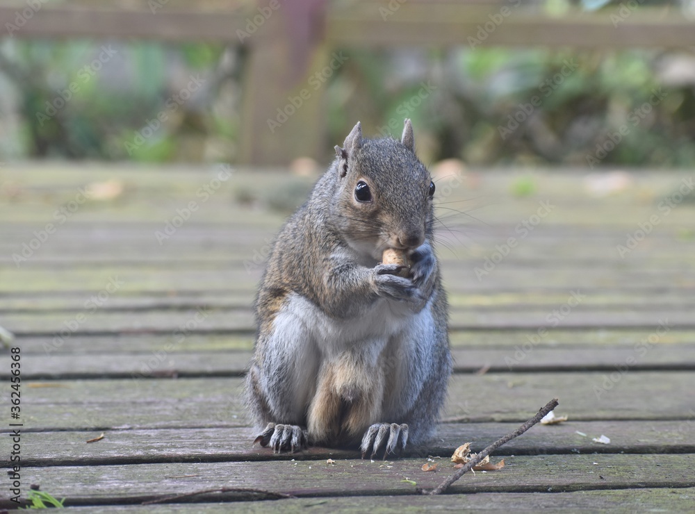Male Eastern Gray Squirrel with ragged ears and short tail eating