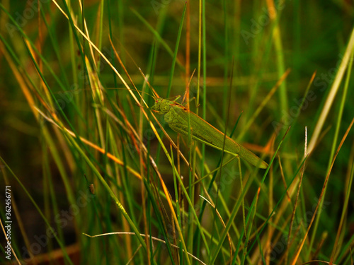 The green Grasshopper is hiding in the tall green grass.