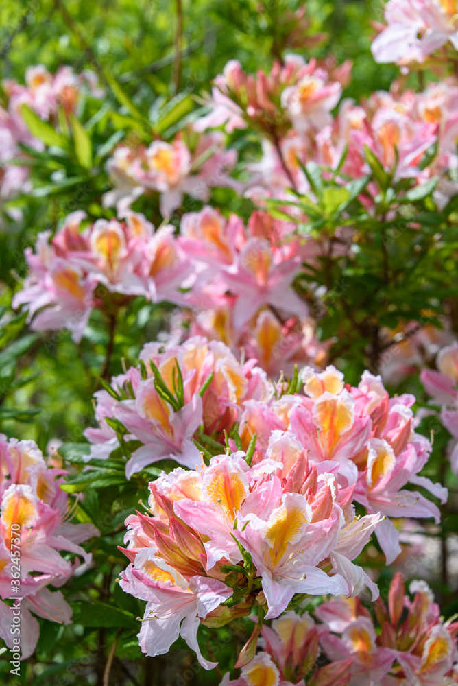 Salmon pink azalea bush in bloom on a sunny day
Salmon pink azalea bush in bloom on a sunny day