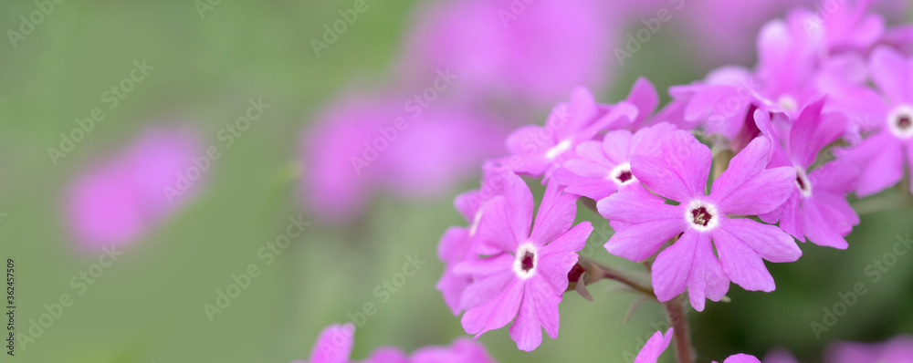 Blooming bright pink primula flowers