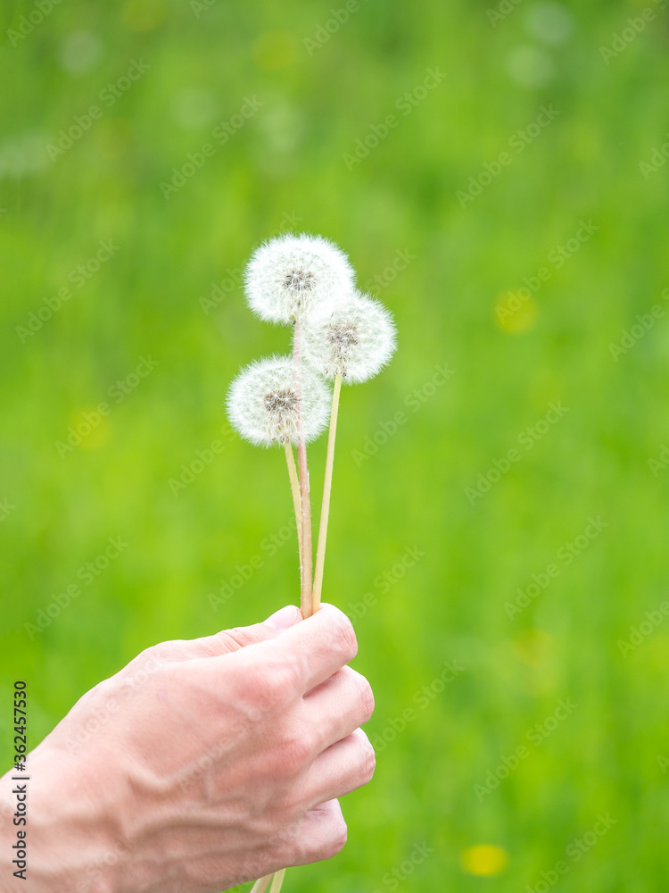 Fototapeta premium White fluffy dandelion on a soft creamy green background