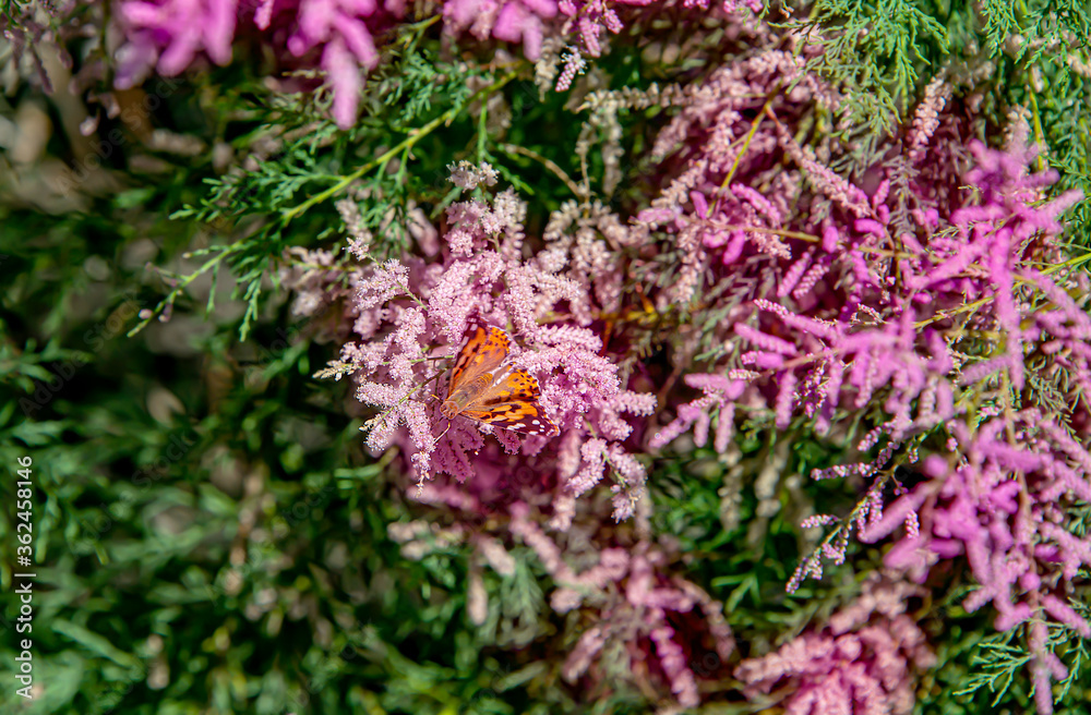 Obraz premium Не сирень