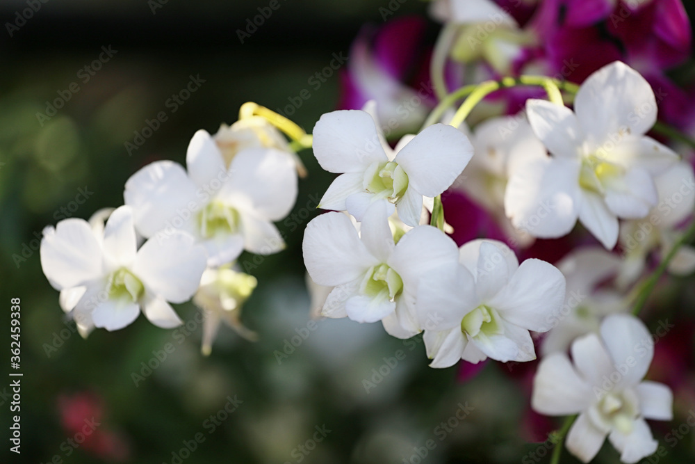 White Orchids are blooming in the flower garden.