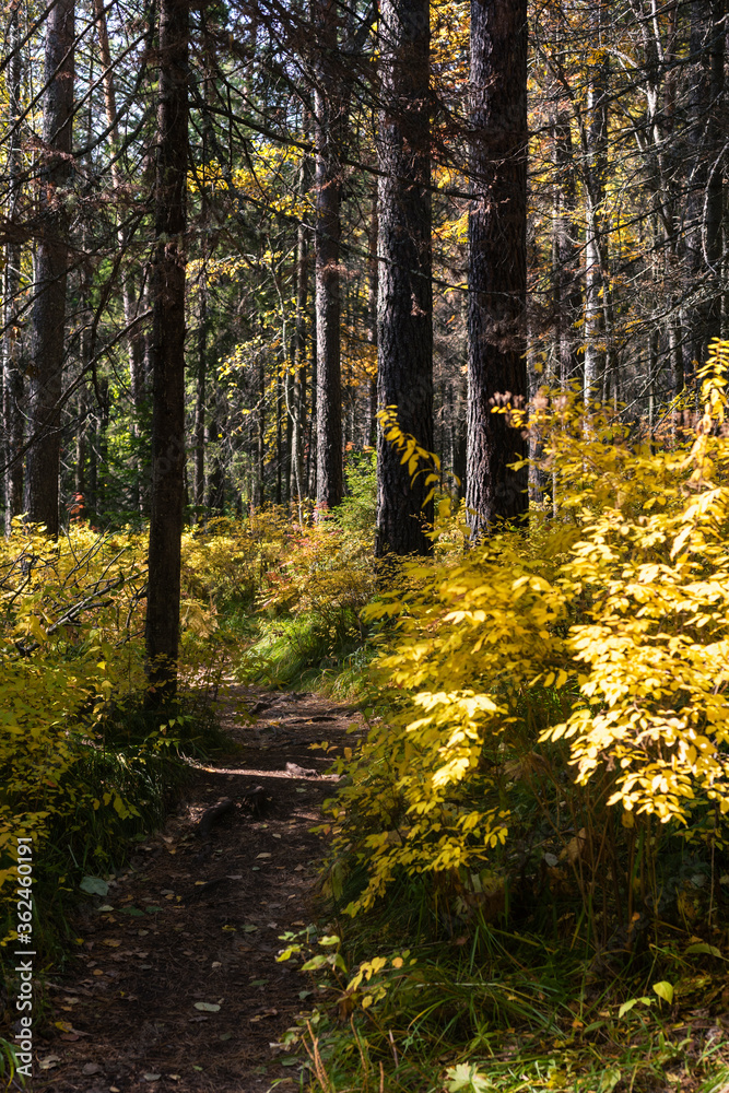 Road in autumn forest. Autumn landscape. Fall background. Trees with colorful leaves. Road in autumn forest. Autumn landscape. Fall background. Trees with colorful leaves.