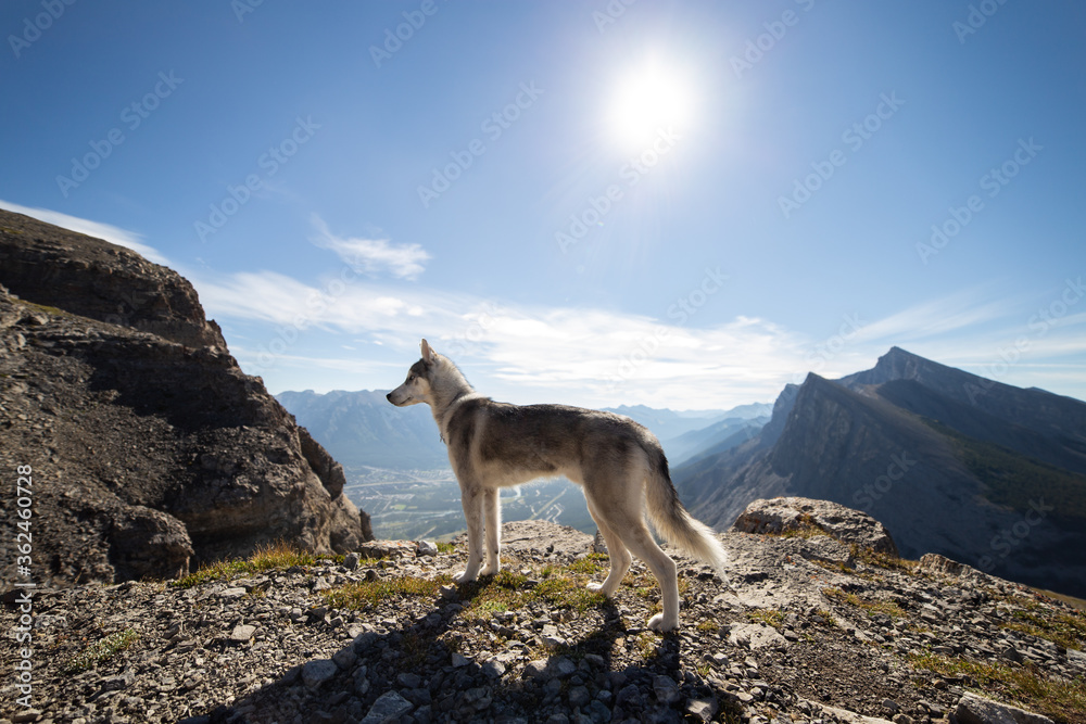 Dog standing on top of a mountain with the sun rising in the back Dog standing on top of a mountain with the sun rising in the back
