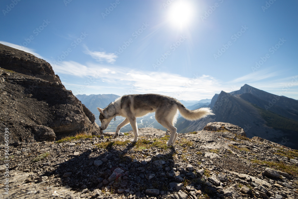 Dog sniffing on top of a mountain with the sun rising in the back Dog sniffing on top of a mountain with the sun rising in the back