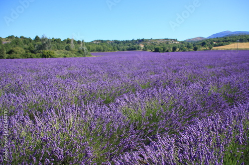 la lavande en Provence