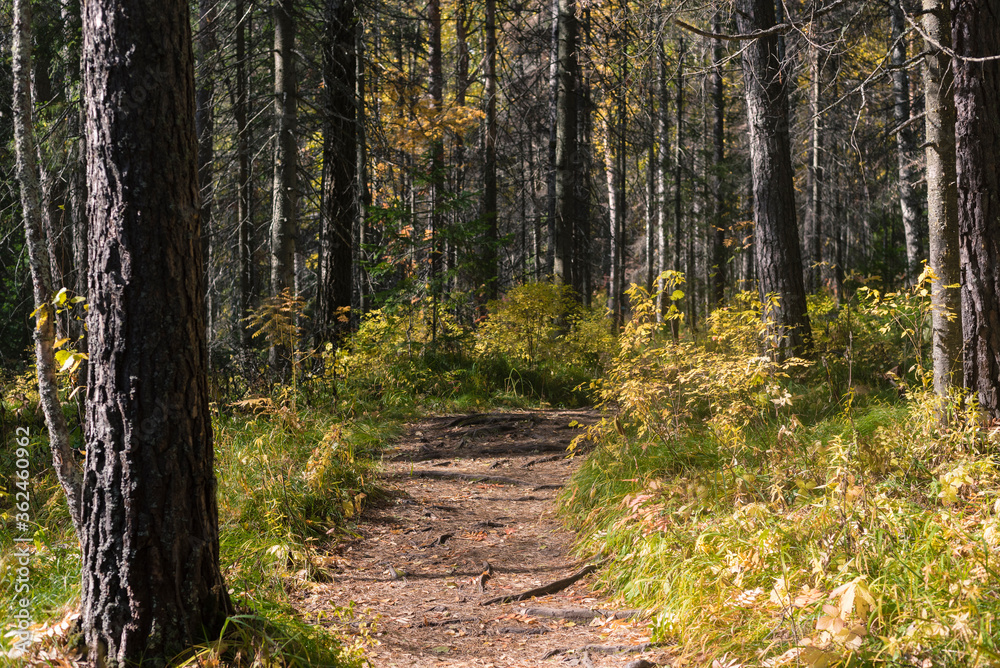 Road in autumn forest. Autumn landscape. Fall background. Trees with colorful leaves.