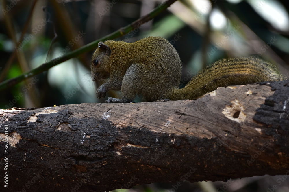 Grey-bellied squirrel in forest Grey-bellied squirrel in forest