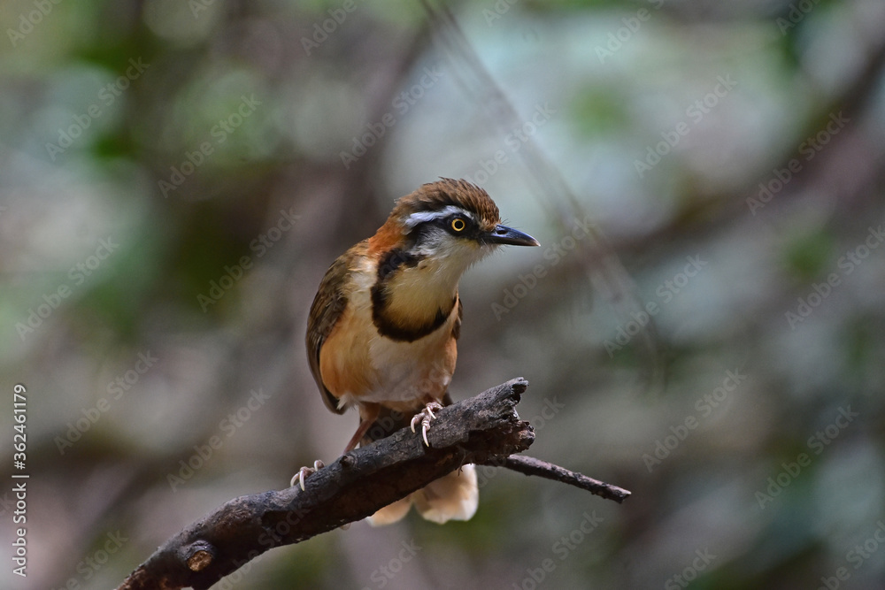 Lesser Necklaced Laughingthrush perching on branch in nature Lesser Necklaced Laughingthrush perching on branch in nature