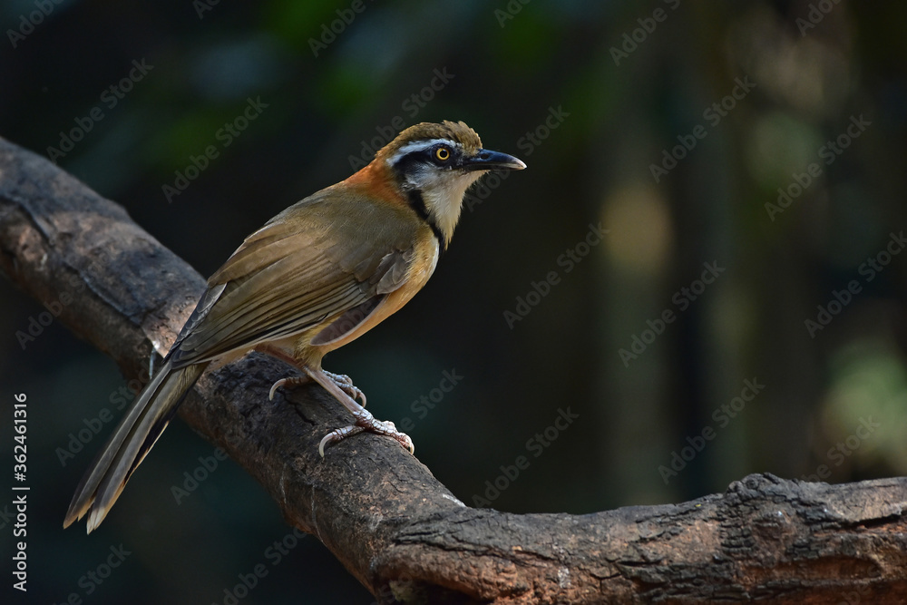 Lesser Necklaced Laughingthrush perching on branch in nature Lesser Necklaced Laughingthrush perching on branch in nature