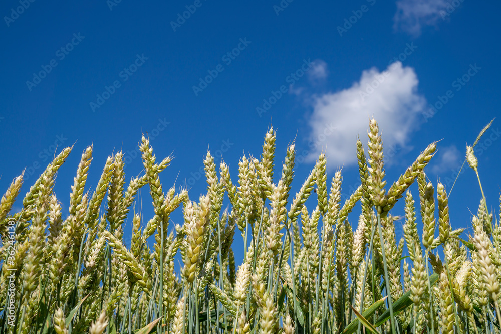 Ripening wheat in a farm field under a blue sky Ripening wheat in a farm field under a blue sky