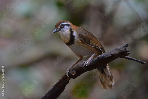 Lesser Necklaced Laughingthrush perching on branch in nature