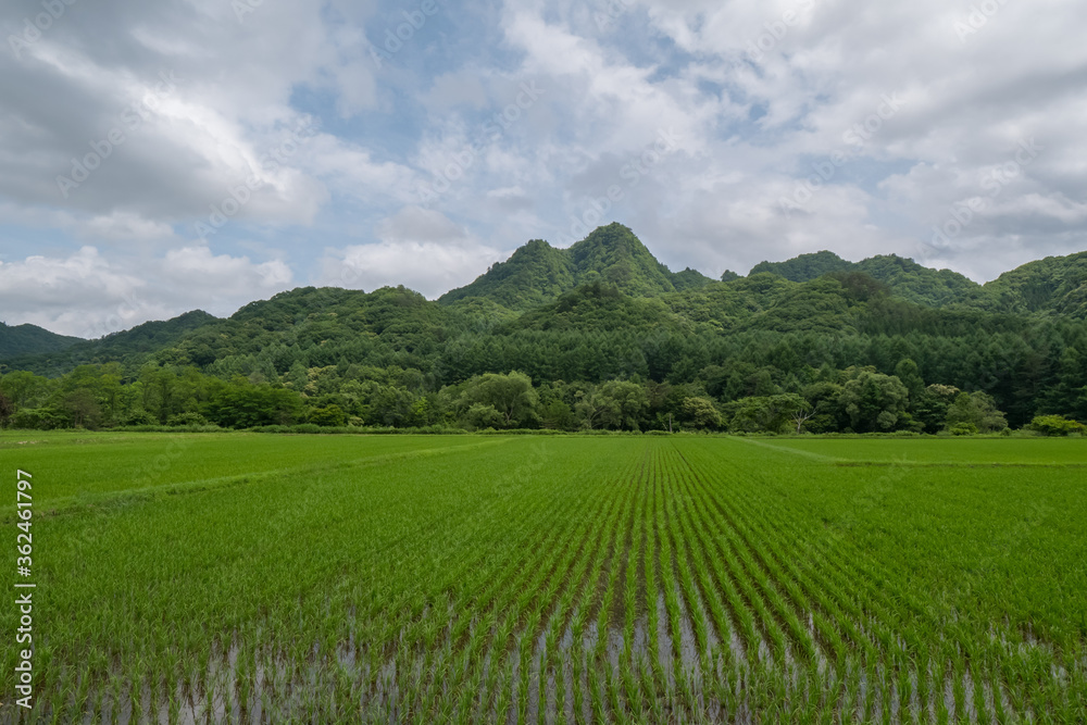 南会津・舘岩地区の水田と里山(八総佐倉山)