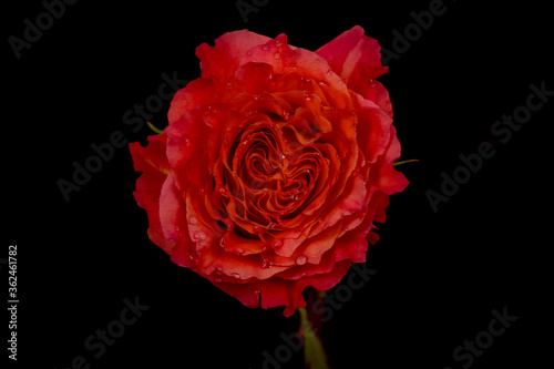 Close up of a bouquet of Free Spirit roses variety  studio shot  orange flowers