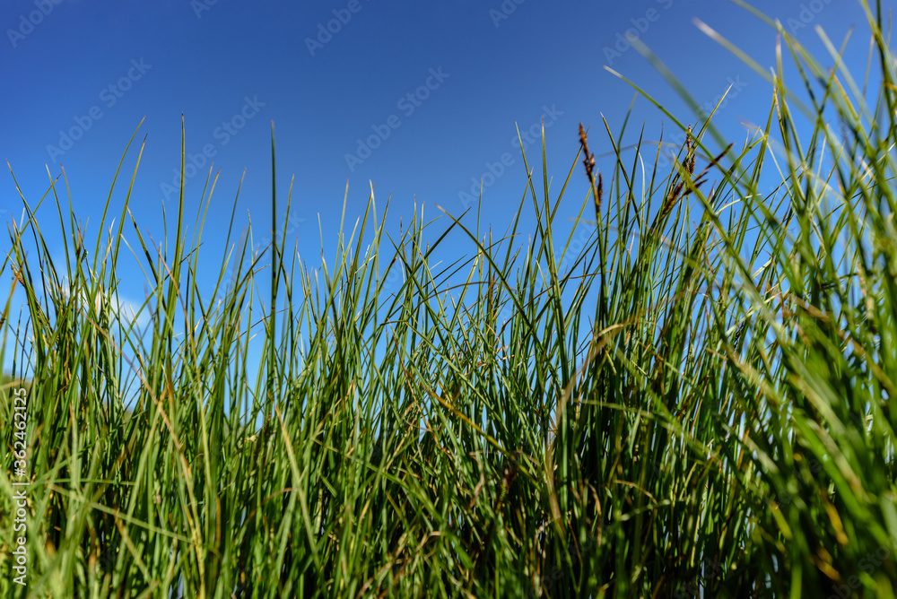 Closeup photo of green grass on hill in Carpathian mountains