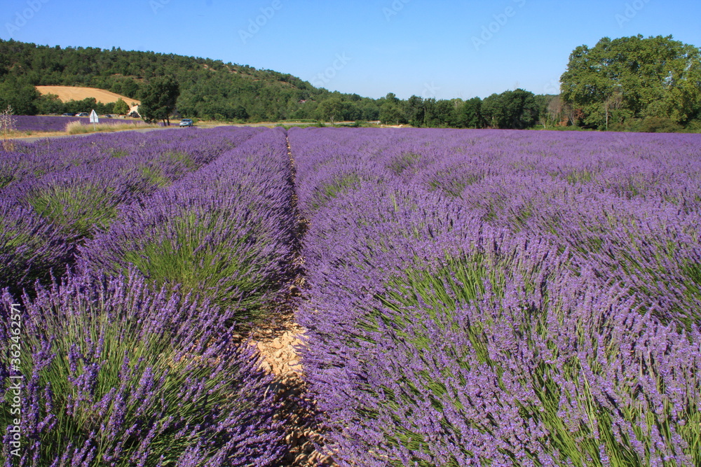 dans un champ de lavande dans un champ de lavande