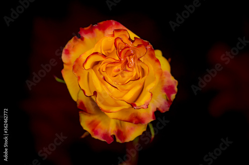 Close up of a bouquet of News Flash Garden roses variety, studio shot, yellow and red flowers