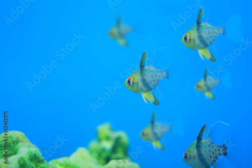 Pajama Cardinalfish Floating on the coral reef.