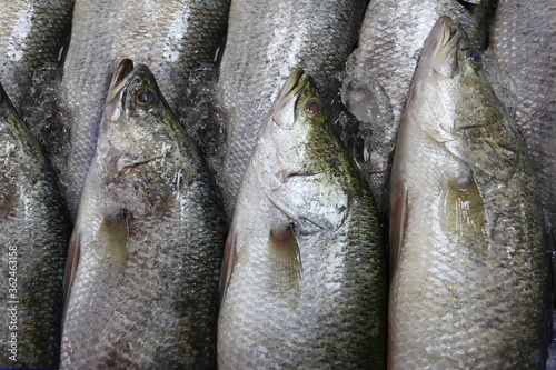 Fresh white sea bass fish or Asian seabass in the market. photo