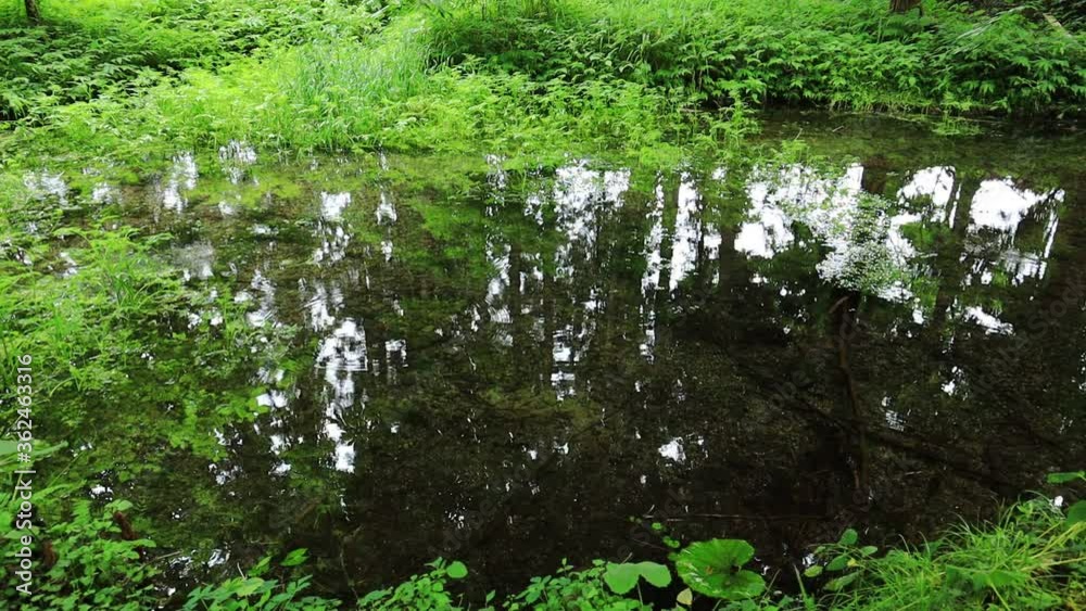 澄みきった透明な湧き水 天然水 夏の泉 澄みきった透明な湧き水 天然水 夏の泉
