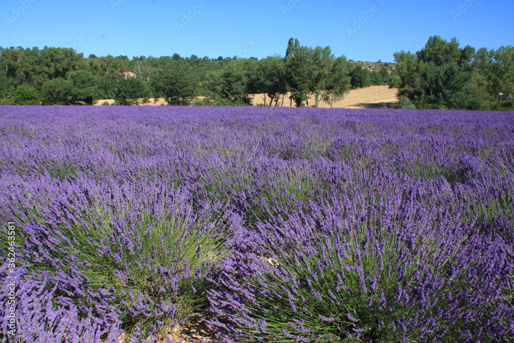 paysage de lavande