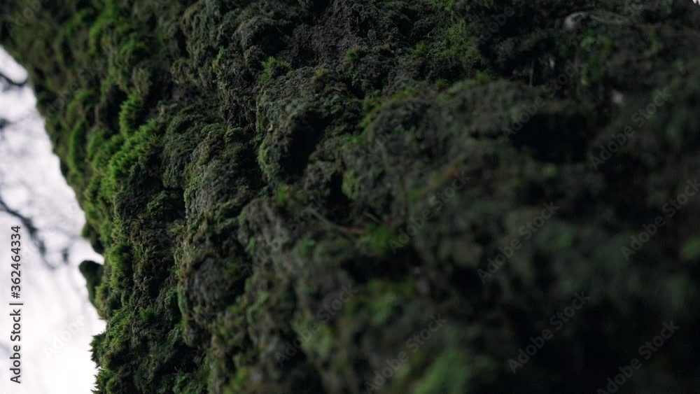 Green moss tree in Sweden, close up shot.