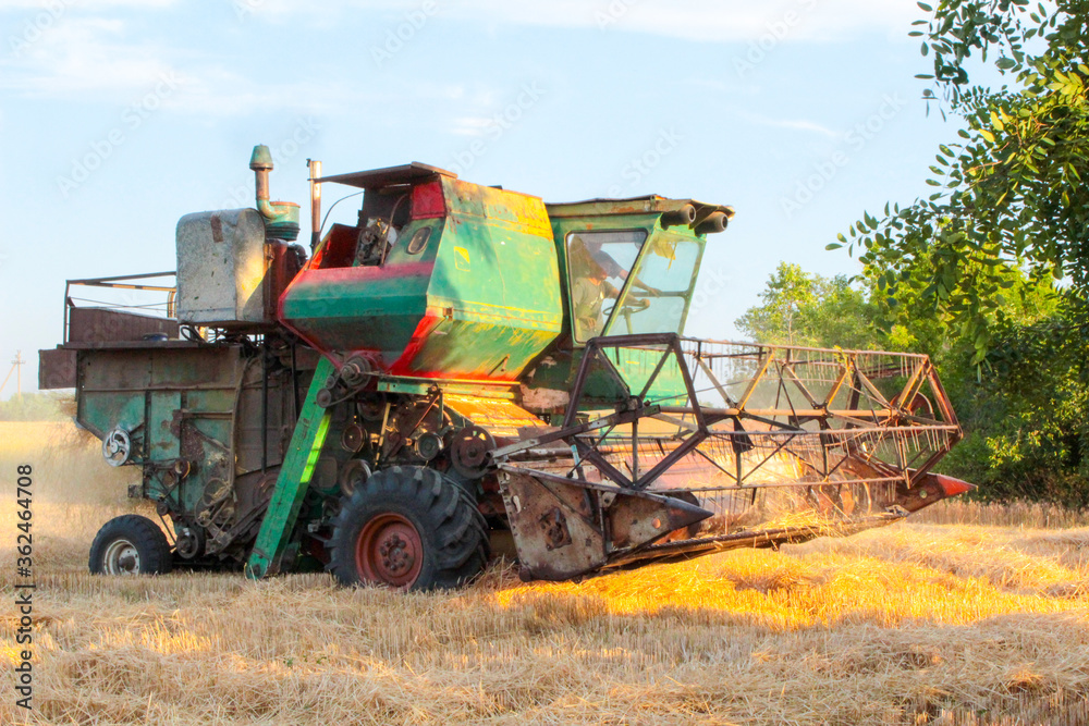 Fototapeta premium combine harvesting wheat