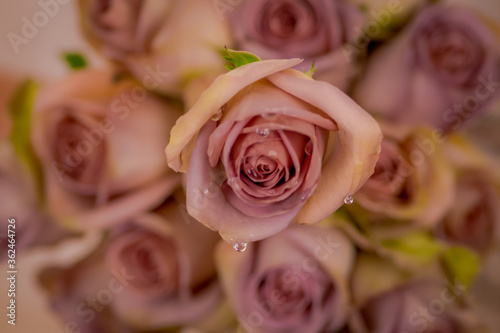 Tableau sur toile Close up of a bouquet of Amnesia roses variety, studio shot, pink flowers