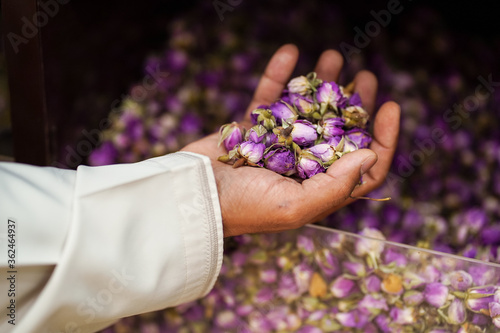 Muslim man's hand holding flowers used to create scents, perfumes and incenses in a shop in the historic souk of Nizwa