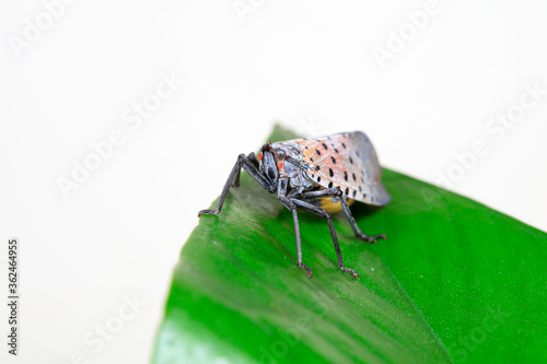 Wax cicadas in the wild photo