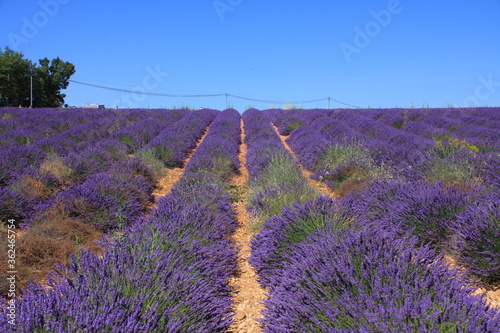 sur le plateau de Valensole