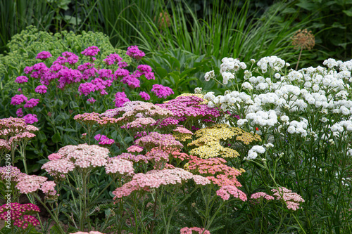 Close-up of pink, white and yellow yarrow blossoms photo