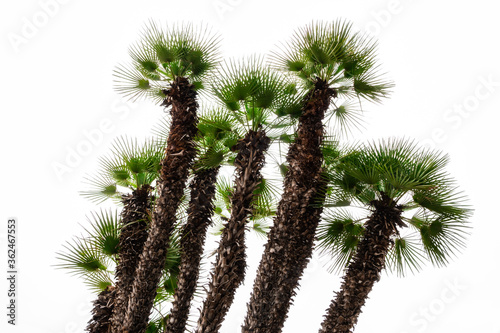 Chamaerops humilis Zwergpalmen