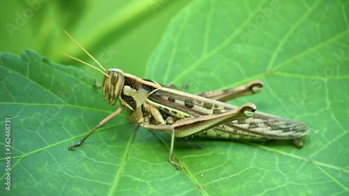 Short horned locust on vibrant green plant leaf with brown camouflage. Wildlife insect grasshopper footage. photo