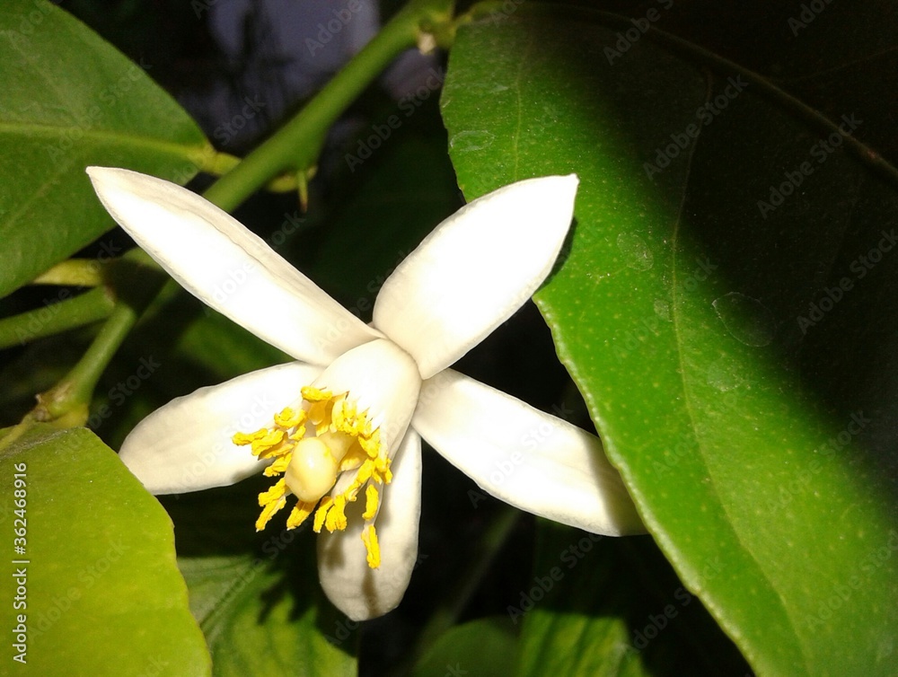 Obraz premium blooming lemon